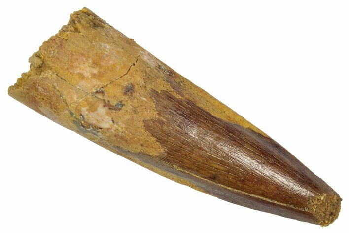 Fossil Spinosaurus Tooth - Real Dinosaur Tooth #346867